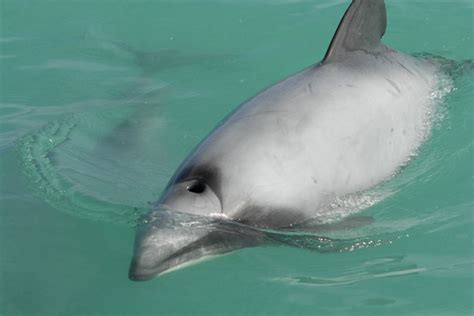 Are Dolphins Endangered? Find out the Devastating Truth