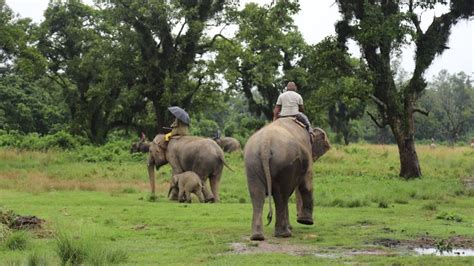 Jungle Safari In Nepal Chitwan National Park Wildlife Tours In Nepal