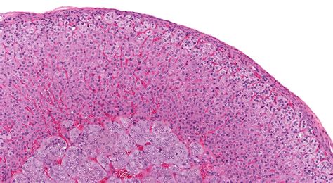 Adrenal Histology