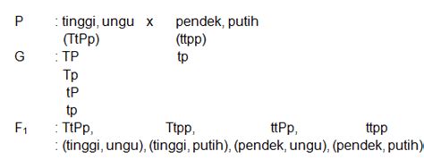 Persilangan Antara Tanaman Ercis Berbatang Tinggi