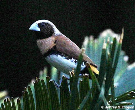 Tahiti Birds