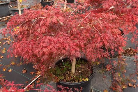 Emerald Lace Japanese Maple Delicate Plant For Small Spaces Japanese