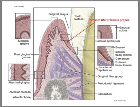 Gingiva And Dentogingival Junction Flashcards Quizlet