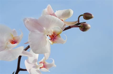 Pink and White Orchids\ · Free Stock Photo