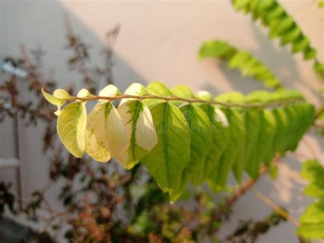 Herbal tree leaves stock image. Image of herbal, blossom - 216658605