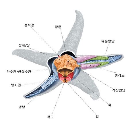 동물해부 6 불가사리 해부 네이버 블로그