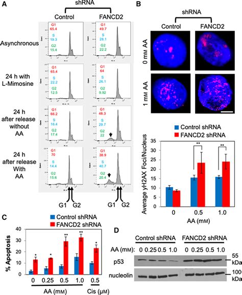 Fancd Depletion Alters Dna Replication Process And Leads To Genomic