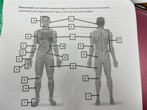 Label The Anatomical Region Flashcards Quizlet