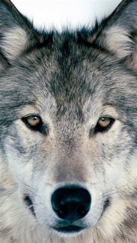 Cool Wolf Wallpaper for Phones - 2022 Phone Wallpaper HD