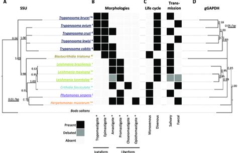 Trypanosomatid Morphology Life Cycle And Phylogeny Are Indicative Of Download Scientific