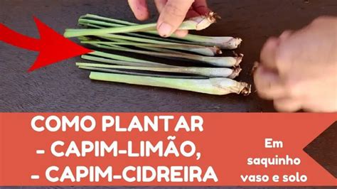 Etapas Da Colheita Do Capim Lim O Noticias De Jardim