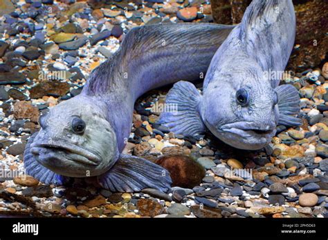 Atlantic Wolffish Anarhichas Lupus Resting On Coloured Pebbles Stock