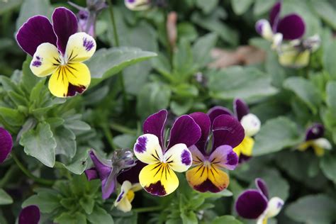 Heartsease (Viola tricolor) is closely related to pansies and violets.