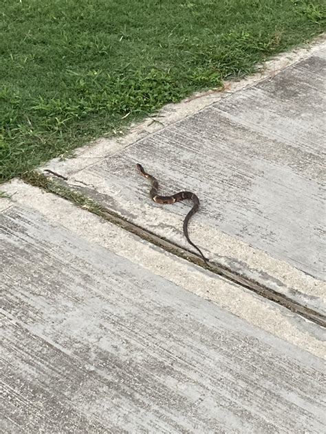 [Houston,TX] : r/whatsthissnake