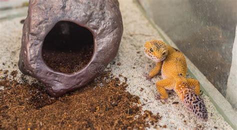 Leopard Gecko And X28eublepharis Maculariusand X29 Lizard On Sand Stock