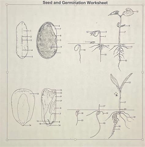 Solved Seed and Germination Worksheet | Chegg.com