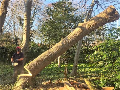 Felling A Large Ash Tree Coastal Tree Care Your Local Tree Felling