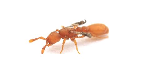 Mutant, Parasitic Impostor Queens Lurk in Ant Colonies - The New York Times