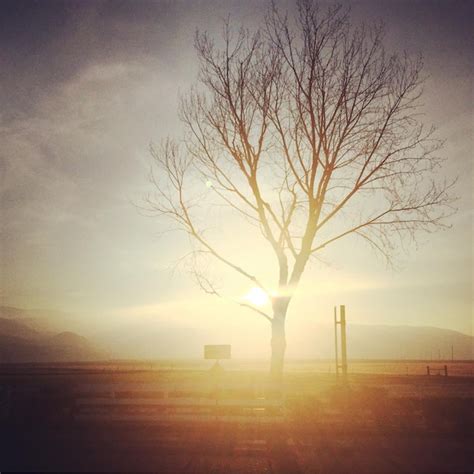 Premium Photo Bare Trees On Field During Sunset