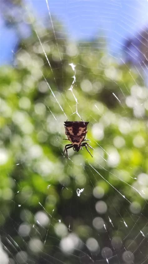 Micrathena Similis From Jarabacoa On December 19 2021 At 03 21 PM By