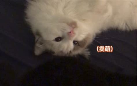 这两只猫的cp竟然是真的 Caesar Cat Caesar Cat 哔哩哔哩视频