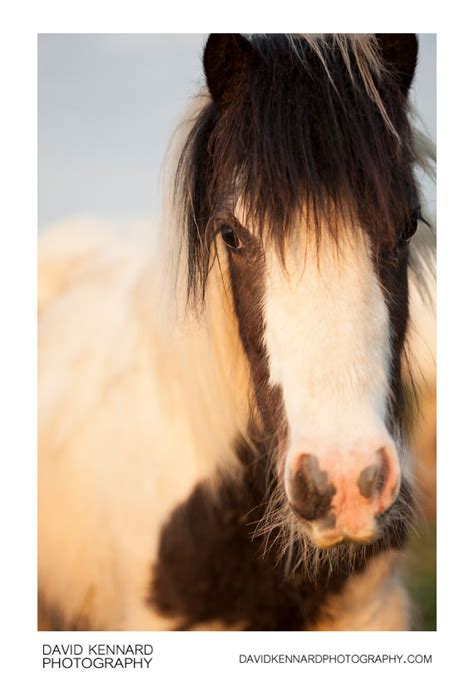 Gypsy Cob Horse (I) · David Kennard Photography