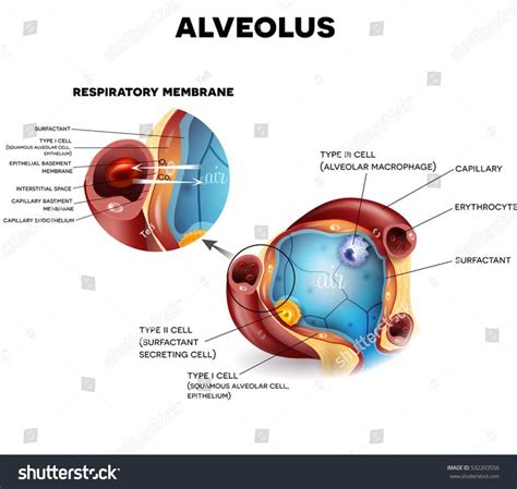 Alveolus Diagram