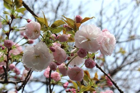 成瀬城跡の桜です♪ かず♬さんのフォト 趣味人倶楽部（しゅみーとくらぶ）