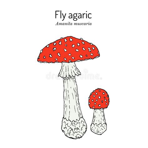 Amanita Muscaria Botanical Stock Illustrations 525 Amanita Muscaria Botanical Stock