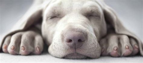 Dog Sleep Behavior Most Dogs Adjust To Be Awake When You Are