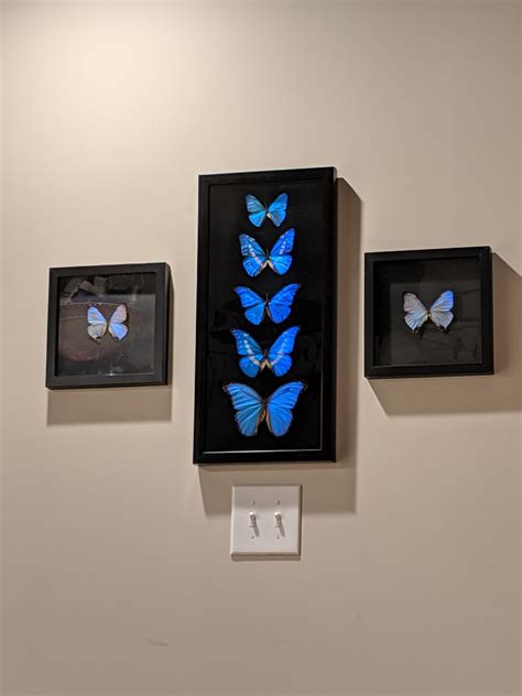 Rare Blue Morpho Butterfly Deluxe Collection On Black Velour 9x20