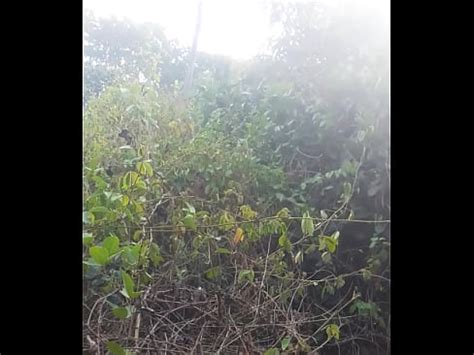 Cafuçu gozando no parque em Recife XVIDEOS