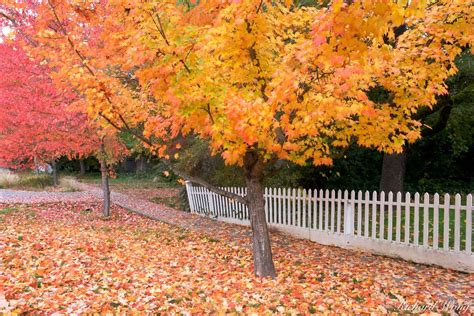 Maple Trees in Fall | Nevada City, California | Richard Wong Photography