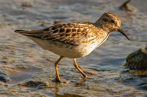 Shorebirds II: The Sandpipers – Nature in Novato