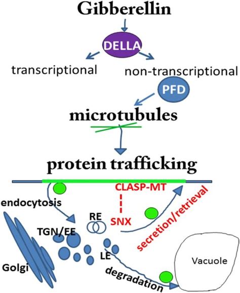 Gibberellin Della Signaling Targets The Retromer Complex To Redirect