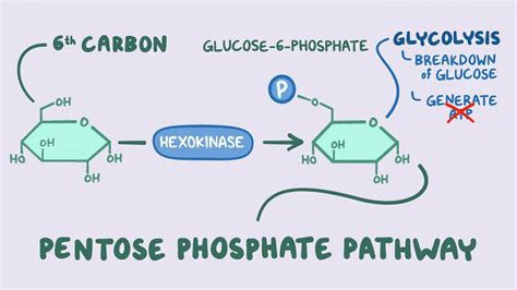 Pentose phosphate pathway - Osmosis