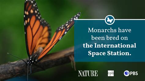 Monarch Butterfly Facts Printable