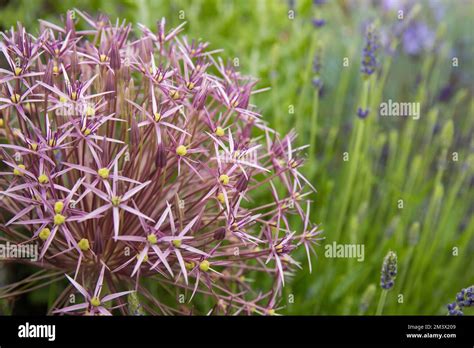 Allium Christphii Flowering Amongst Lavender And Campanula In A Raised