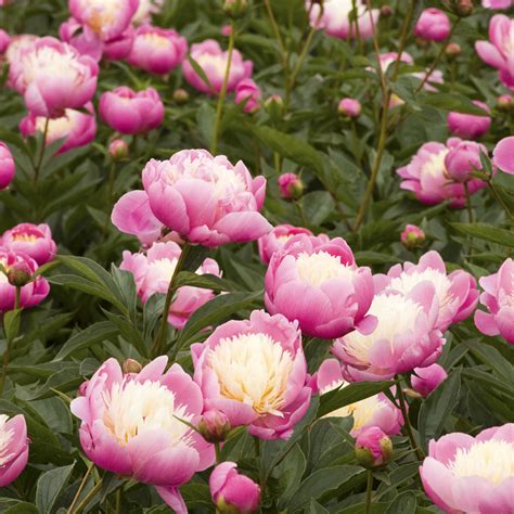 Bowl Of Beauty Peony Tulip World 27281