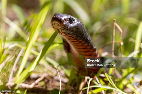 Australian Redbellied Black Snake Stock Photo - Download Image Now ...