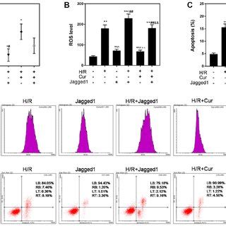 Curcumin Attenuates H R Induced Injury And Apoptosis In H9C2 Cells A