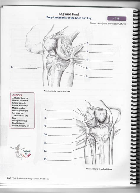 Bony Landmarks Of The Knee Leg Diagram Quizlet