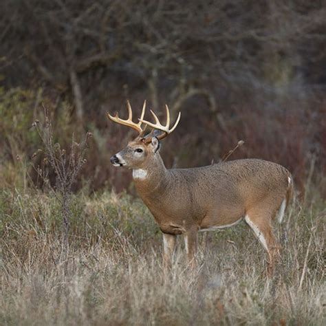 Blackwing Meats Venison Neck Bone 2 2 25lbs