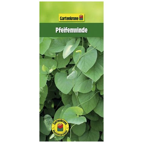 Gartenkrone Pfeifenwinde Aristolochia Macrophylla Bl Te Creme