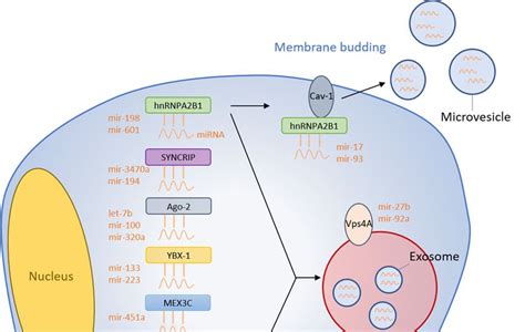 Sorting Mechanisms For Micrornas Into Extracellular Vesicles And Their