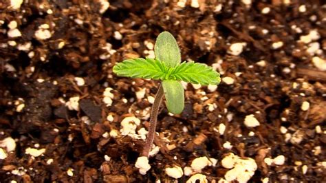 Week 1 Cannabis Seedling Stage Youtube