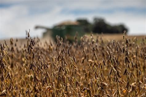 Safra De Gr Os Deve Recuar Apontam Dados Da Conab