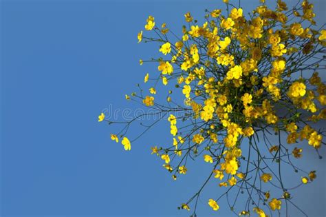 Yellow Flowers on a Blue Background Stock Photo - Image of beauty, colorful: 248127128