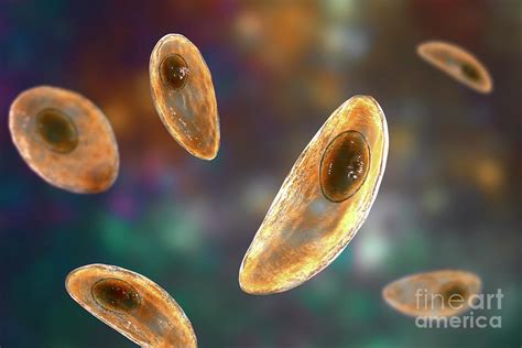 Toxoplasma Gondii Parasites Photograph By Kateryna Konscience Photo Library Fine Art America