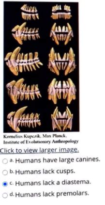 ANT 1010 Ch 06 Lecture Quiz Flashcards Flashcards Quizlet